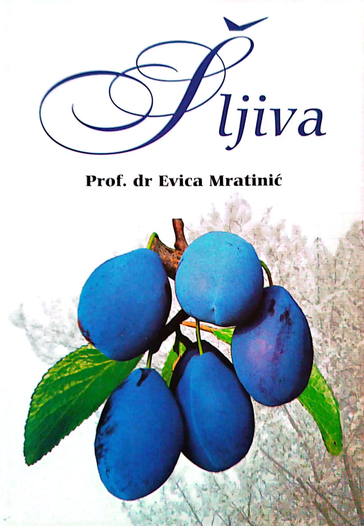 Šljiva- prof.Evica Mratinić - Image 1